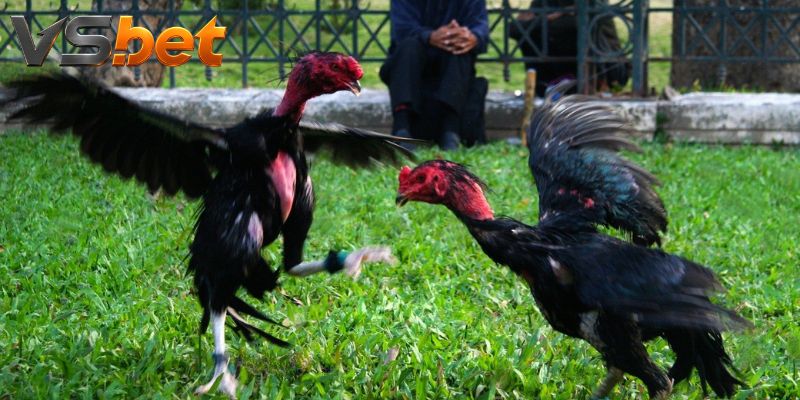 Đá Gà Vsbet lấy mã trận làm trục nhận diện