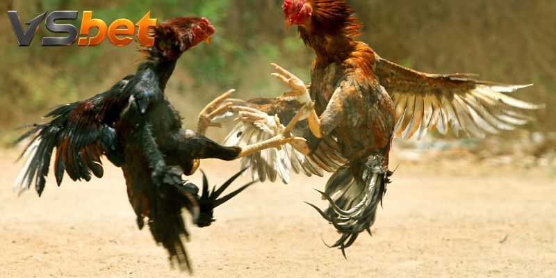 Bảng cửa chỉ hoạt động trong thời gian được công bố