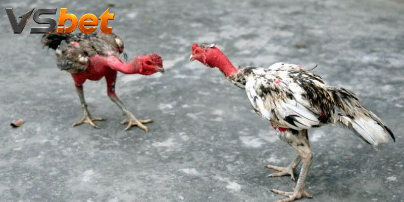 Đá Gà Vsbet – Lịch Trận Trực Tiếp Và Bảng Kèo Rất Rõ Ràng