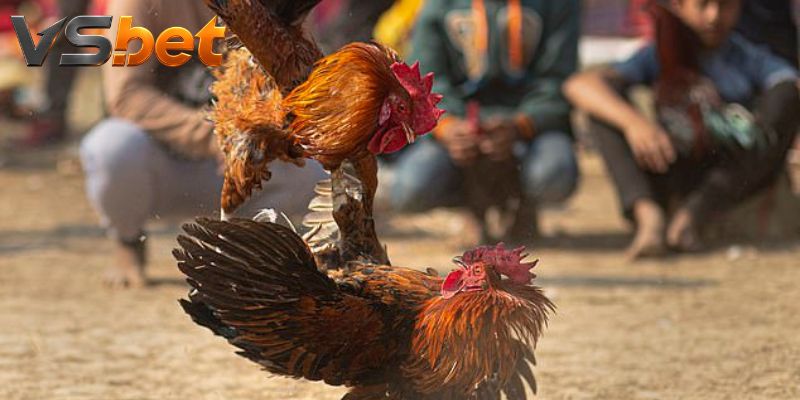 Đá Gà Gaff cần nhận diện đúng trường và loại trận