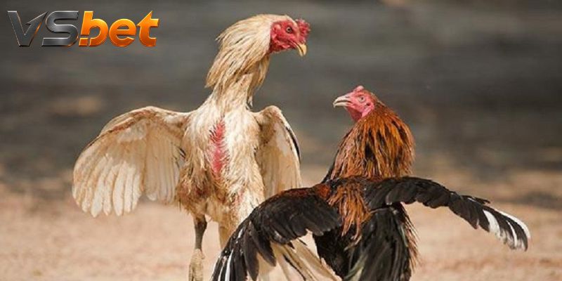 Bảng kèo được khóa trước khi diễn biến chính bắt đầu