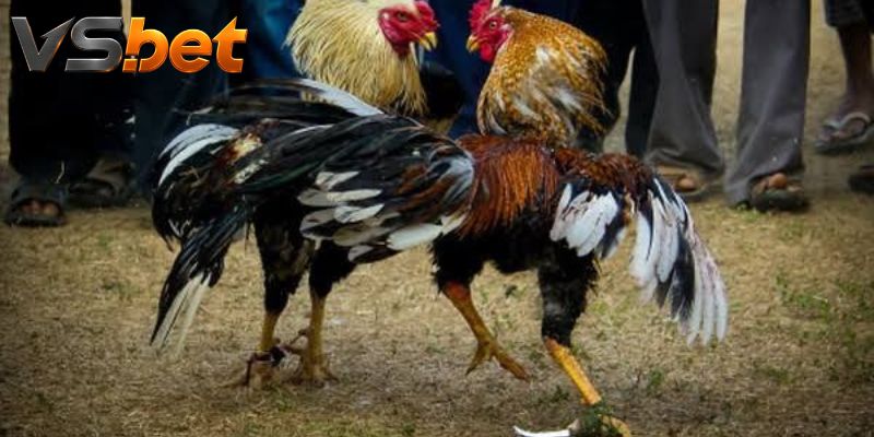 Nhịp trận được đọc qua cự ly và khả năng duy trì