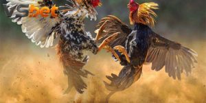 Đá Gà Gaff – Theo Dõi Cựa Sắt Và Kèo Live Chuẩn Tại Vsbet