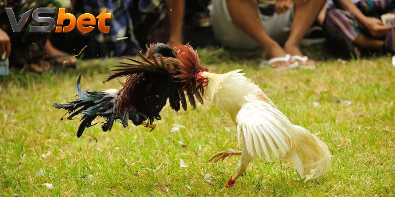 Tín hiệu chính thức dùng để thanh toán cửa cược