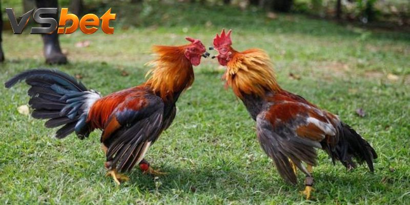 Đá Gà Brown Grey phân lớp kèo theo ba giai đoạn trên sới đấu
