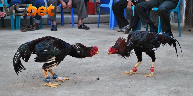 Giữa trận làm rõ sức bền và khả năng giữ thế trên sới đấu