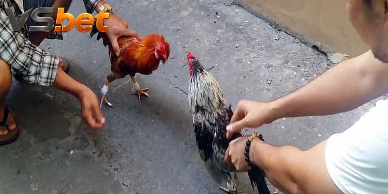 Bốn thị trường phục vụ bốn kiểu dự đoán