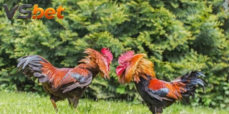 Đá Gà Cựa Dao tái hiện những màn so tài kịch tính