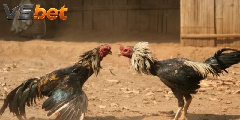 Không gian casino tạo điểm nhấn cho từng trận đấu