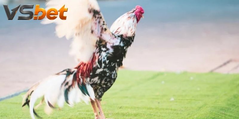 Đá Gà Cựa Tròn tạo sức hút trên sàn đấu casino hiện đại