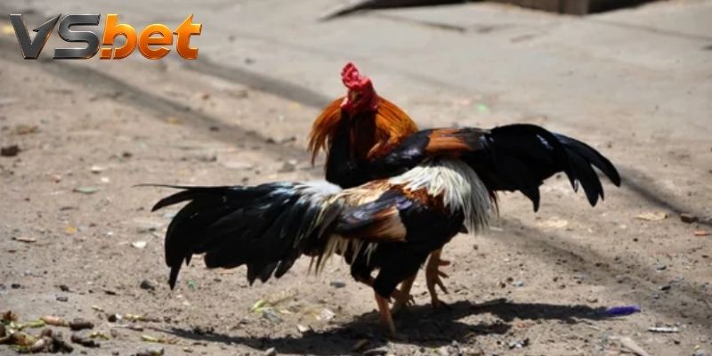 Cấu trúc trận đấu giúp theo dõi từng diễn biến rõ nét hơn