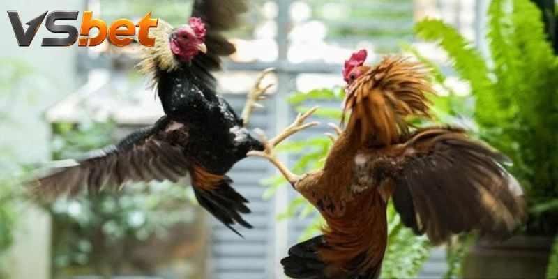 Đá Gà Green Leg mở bốn nhóm cửa cho từng card