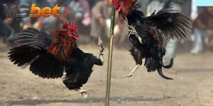 Đá Gà Green Leg – Cược Phiếu Nhiều Card Và Live