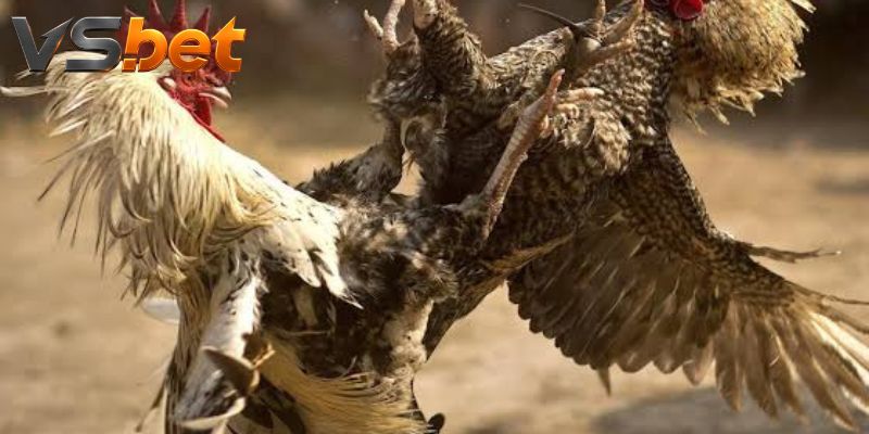 Đá Gà Red Fox mở bốn hướng cược trên cùng card