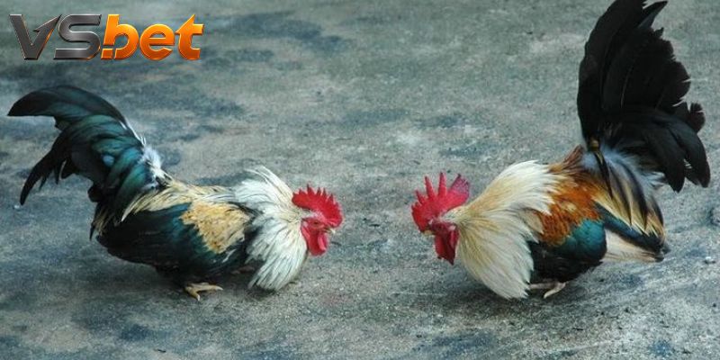 Đá Gà Yellow Hatch chuyển nhịp khi mở cược live trên sới đấu