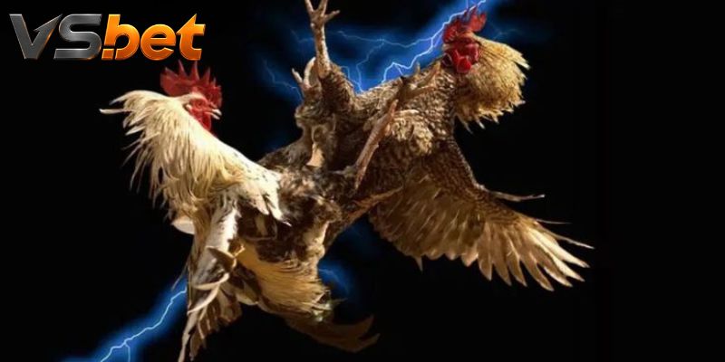 Đá Gà Yellow Leg: Màu chân giúp nhận diện nhưng không quyết định năng lực thi đấu